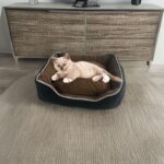 Floofi Pet Sofa Cushion XXXL (Coffee) - Image 2